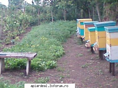 foto Gore - jumătate de plantaţie pentru - POZE SI VIDEO