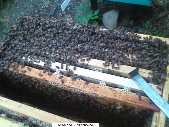 foto Gore - �n ziua c�nd am scos rame pentru extras, aşa - POZE SI VIDEO