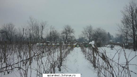 foto Gore - Stupina, locaţia de bază, am cam - POZE SI VIDEO