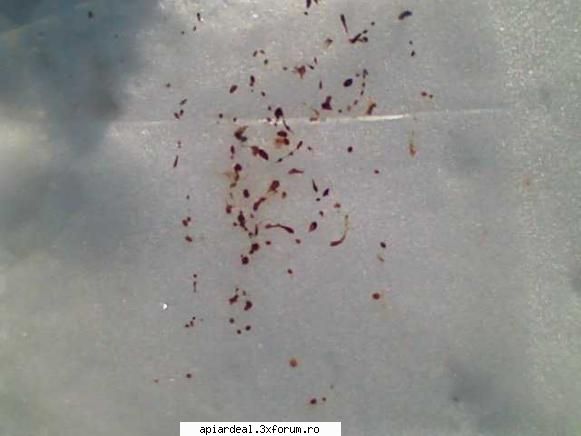foto Gore - ops, am găsit la 2 stupi diaree pe folie - POZE SI VIDEO