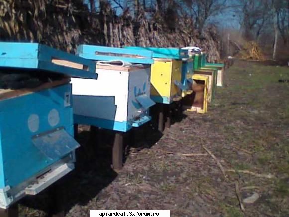 foto Gore - Astăzi 26.02 la 11 grade un zbor de - POZE SI VIDEO