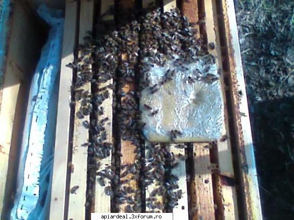 foto Gore - Turtele au fost �ncepute, ramele nu le-am - POZE SI VIDEO