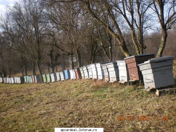 in stupina - parte din stupina - INTRETINEREA ALBINELOR