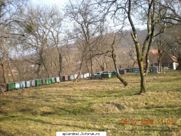 in stupina - liviu - INTRETINEREA ALBINELOR