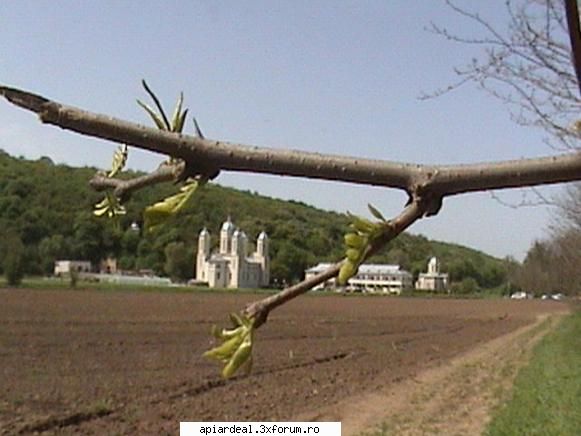 infloritu salchimului - Salcamul la Ion Corvin, astazi - STUPARIT PASTORAL