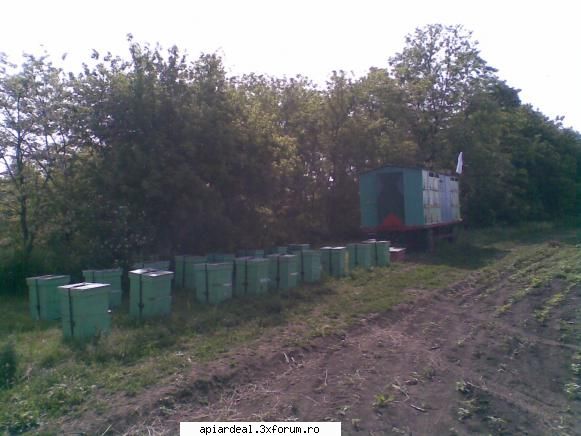 infloritu salchimului - am stupii la salcim......miercuri noaptea pe la - STUPARIT PASTORAL