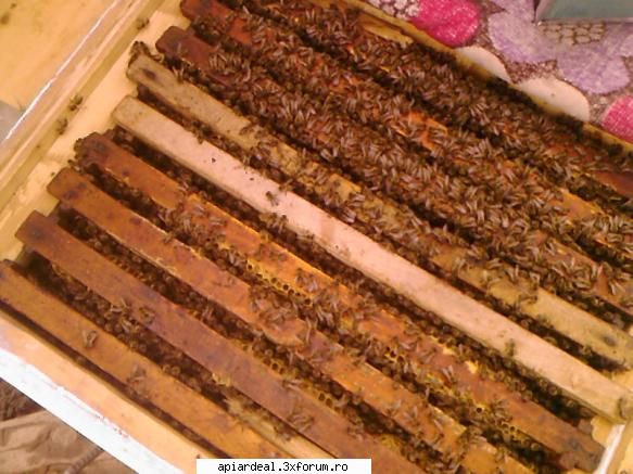 inmultire controlata - dar nu as vrea sa il slabesc pe celalant las 3 - SUNT INCEPATOR