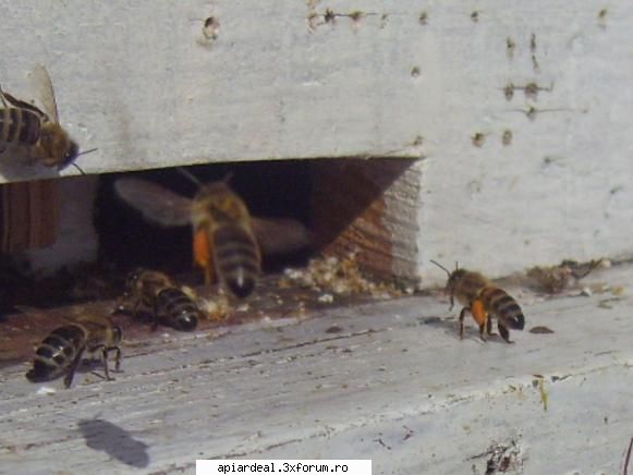 cred ca polenul este de la ghiocei la cules de polen martie 2010