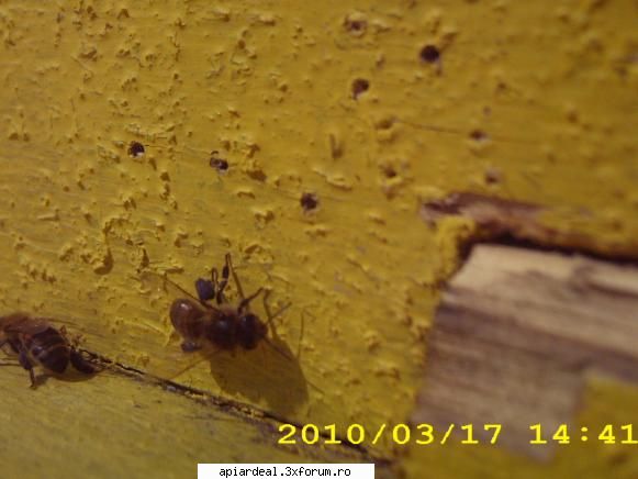 la cules de polen martie 2010 - polen 17 martie 2010 - POZE SI VIDEO