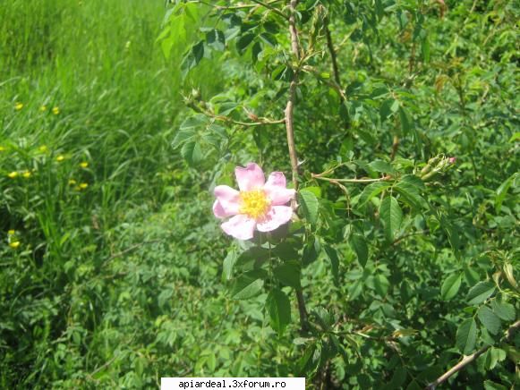 luna florilor - incepe sa infloreasca macesul floarea acestuia - CALENDAR APICOL