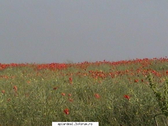 luna septembrie - Frumos. Cand e toamna lunga, si la noi infloresc - STIATI CA...?