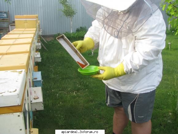 mai luna iubirii - dunarea e crescuta.... tareeee am vazut si amorfa - CALENDAR APICOL
