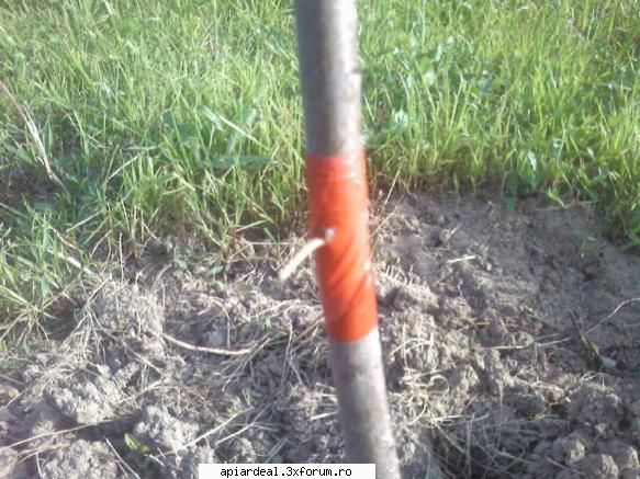 metode de altoire a pomilor fructiferi - Altoire in ochi dormind vara - ARBORI MELIFERI