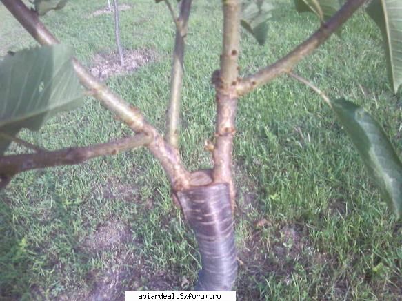 metode de altoire a pomilor fructiferi - Altoire in coaja laterala primavara (aprilie) - ARBORI MELIFERI