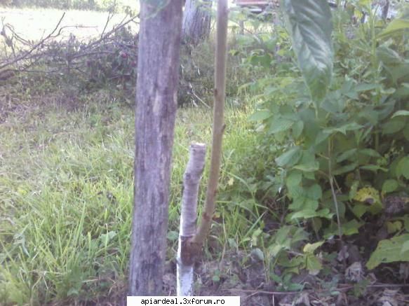 metode de altoire a pomilor fructiferi - Primavara dupa plecarea in vegetatie (ochi - ARBORI MELIFERI