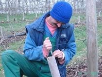 metode de altoire a pomilor fructiferi - daca nu iarna,primavara devreme - ARBORI MELIFERI
