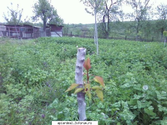 metode de altoire a pomilor fructiferi - Un altoi de cais din vara in ochi dormind - ARBORI MELIFERI