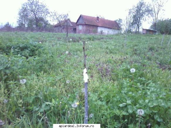 metode de altoire a pomilor fructiferi - Un altoi in coaja laterala la visin acum in - ARBORI MELIFERI