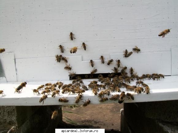 mica mea stupina - crisbee - POZE SI VIDEO