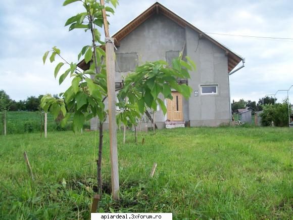 mica mea stupina - si "stupul" nostru - POZE SI VIDEO