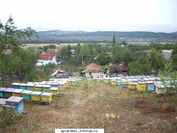 microferma apicola - munguriu - VANZARI