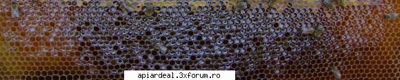 miere capacita si necapacita. - pngflorin - INTRETINEREA ALBINELOR