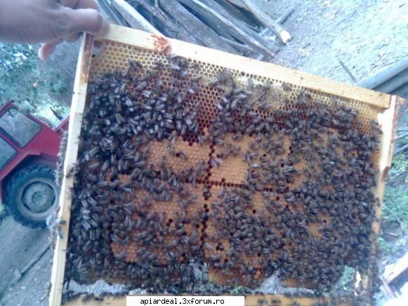 montare fagure artificial - Eu nu inteleg de ce trebuie lipit sus cand - RAME SI FAGURI