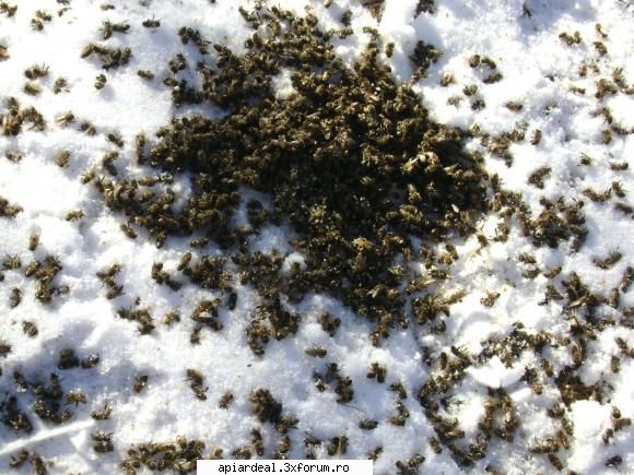 mortalitate iarna - din cauza frigului albinele nu sau mutat si au - INTRETINEREA ALBINELOR