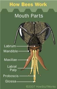 muscatura albinei - Domnule stefan 1, Fara tenta de gluma dar s-a - STIATI CA...?