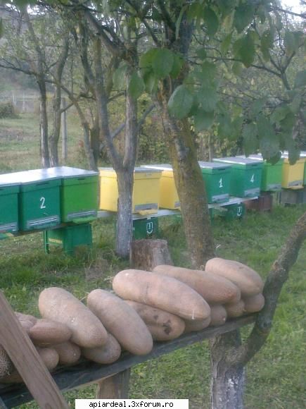 primii mei 4 stupi - am montat si grilele pentru soareci plus alte - POZE SI VIDEO