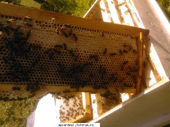 primii mei 4 stupi - admin - POZE SI VIDEO