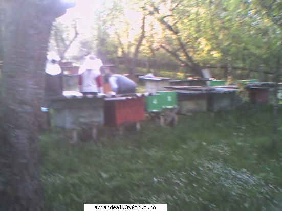 primii mei 4 stupi - stupina de unde le am luat - POZE SI VIDEO