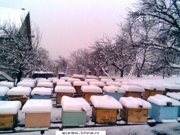 propolis productie si recoltare - Pt recoltare de propolis,in primul rand,tre sa ai - PRODUSELE STUPULUI