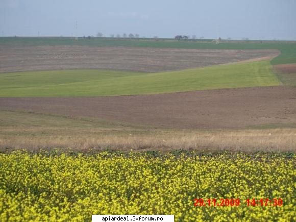 rapita de"iarna" pe plaiuri Dobrogene - Campurile patriei infloresc in cinstea alegerii - PLANTE MELIFERE