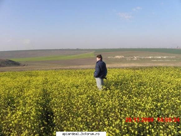 rapita de"iarna" pe plaiuri Dobrogene - Narcis, fiul meu - PLANTE MELIFERE