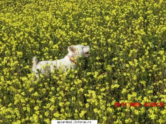 rapita de"iarna" pe plaiuri Dobrogene - Rohnn, fox terrier - PLANTE MELIFERE