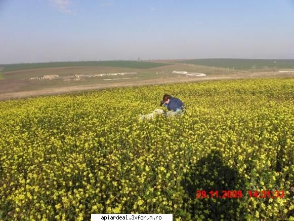 rapita de"iarna" pe plaiuri Dobrogene - N A MARIN - PLANTE MELIFERE