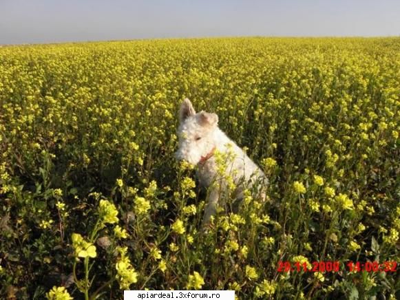 rapita de"iarna" pe plaiuri Dobrogene - N A MARIN - PLANTE MELIFERE