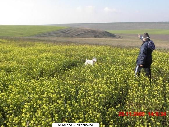 rapita de"iarna" pe plaiuri Dobrogene - N A Marin si fox-ul - PLANTE MELIFERE