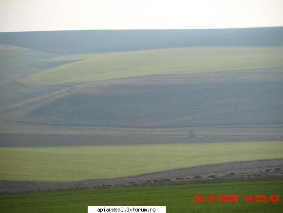 rapita de"iarna" pe plaiuri Dobrogene - N A MARIN - PLANTE MELIFERE