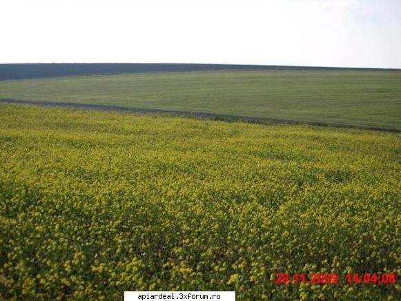 rapita de"iarna" pe plaiuri Dobrogene - N A MARIN - PLANTE MELIFERE