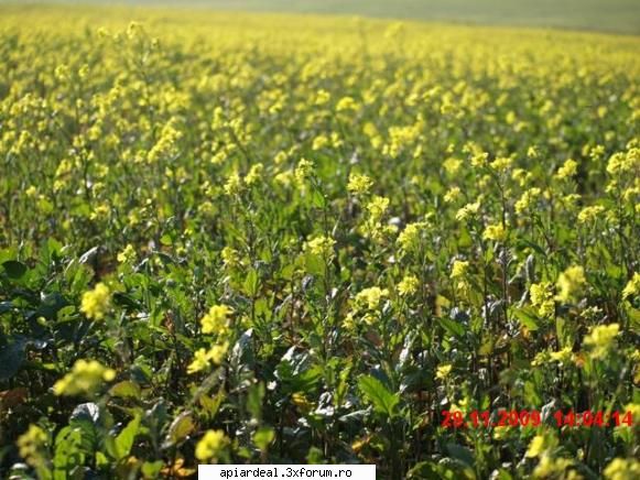 rapita de"iarna" pe plaiuri Dobrogene - Flori de rapita de "iarna" - PLANTE MELIFERE