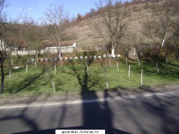 s-au imbolnavit albinele de ...''centrifuga''.. - nea nelu ce zici de poza asta tot pe drum am - TRATAMENTE