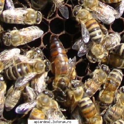 sa las trantori ?? - salut miam luat un roi pe 5 rame si are multi - OPINII SI PARERI