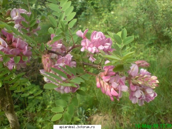 salcamul - ce salcam este cel din poza? - ARBORI MELIFERI