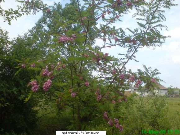 salcamul - mihaipop_55 - ARBORI MELIFERI