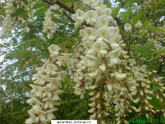 salcamul - mihaipop_55 - ARBORI MELIFERI
