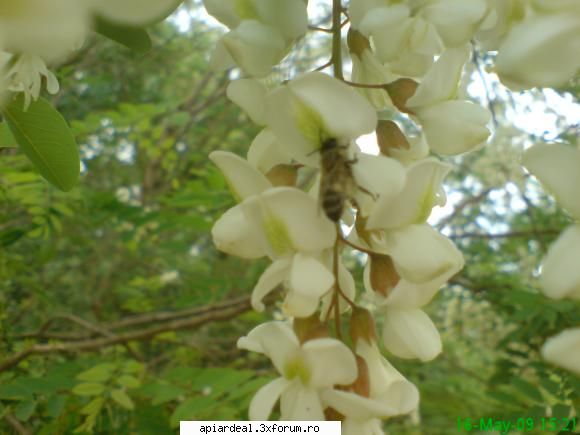 salcamul - mihaipop_55 - ARBORI MELIFERI