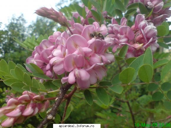 salcamul - si totusi este vizitat de albine! - ARBORI MELIFERI