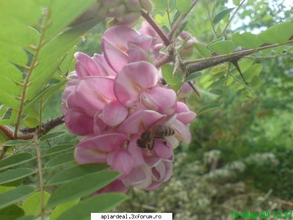 salcamul - mihaipop_55 - ARBORI MELIFERI
